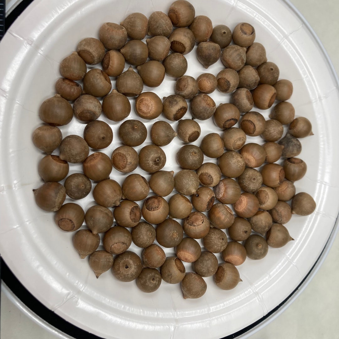 100 Organic Pin Oak Acorns Tree Seeds for Crafting Etsy