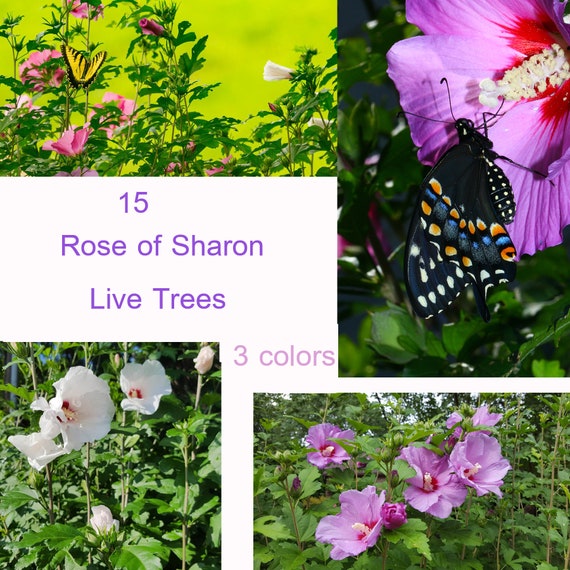 Rose Of Sharon Colors