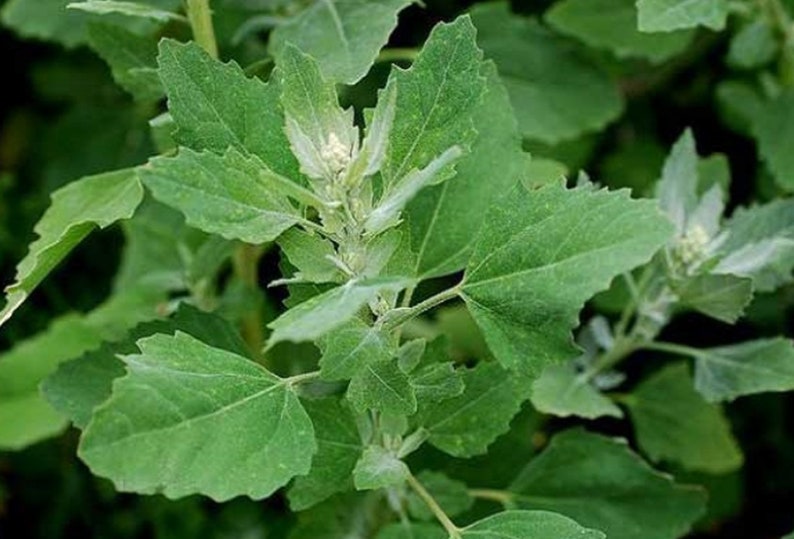 Organic Lamb's Quarters Seeds Goosefoot Wild Spinach Etsy