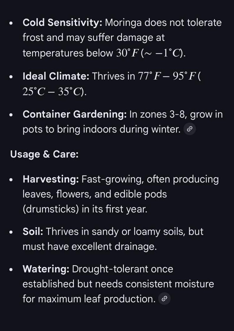 12 +2 NON GMO Moringa Oleifera Tree NEW Seeds, tested 1/31-2/5 2026 indoors, started to sprout in 3 days, grow your own Moringa trees afbeelding 9