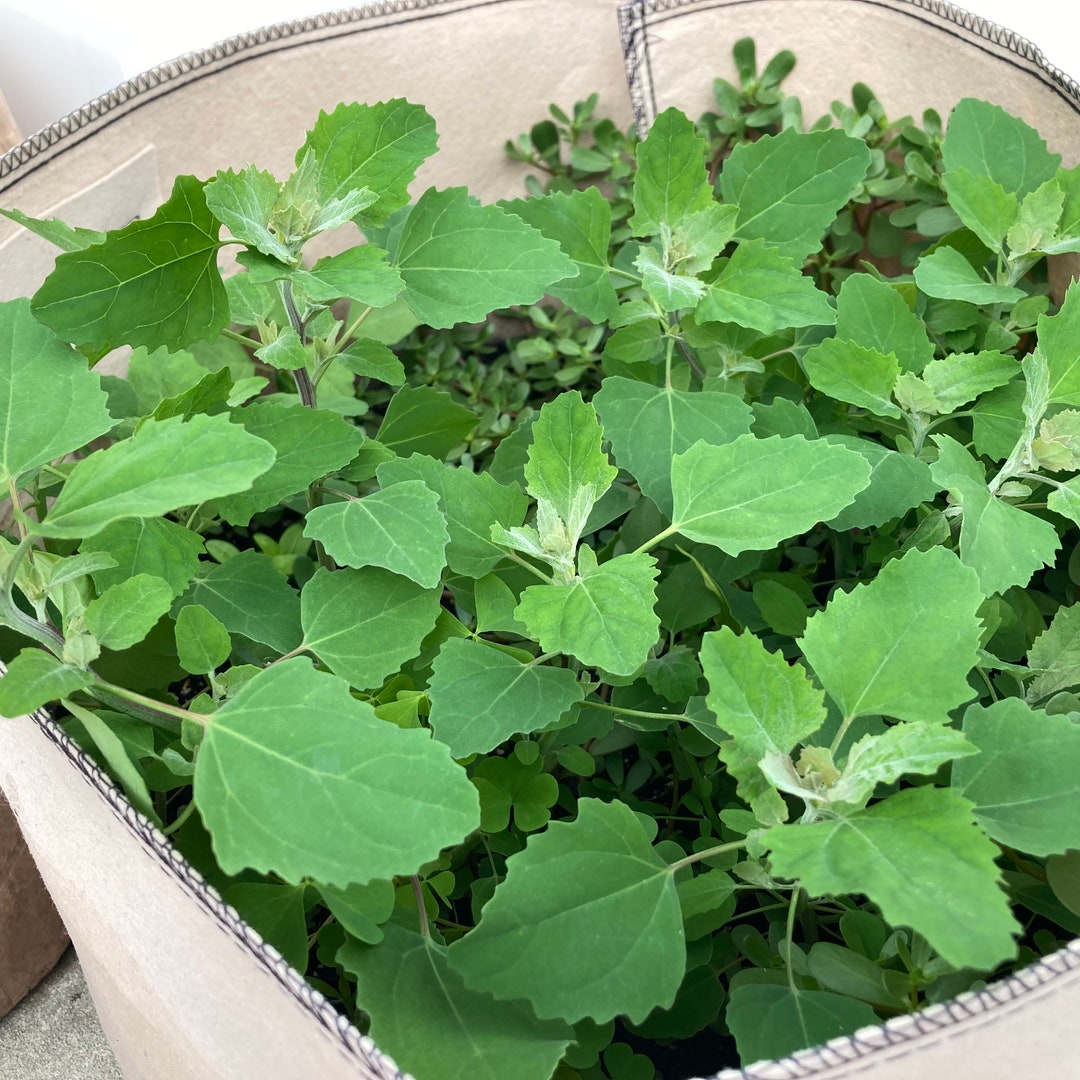 Organic Lamb's Quarters Seeds Goosefoot, Wild Spinach, Lambsquarters