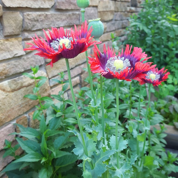 Over 100 Drama Queen Poppy Seeds New Seeds Organically Grown