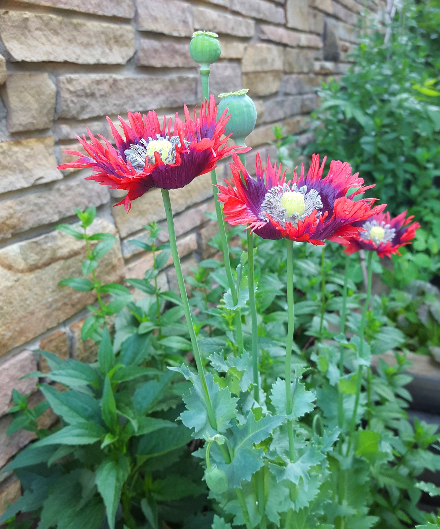 Over 100 Drama Queen Poppy Seeds Organically Grown, Latest test 8/4-8/7 2025