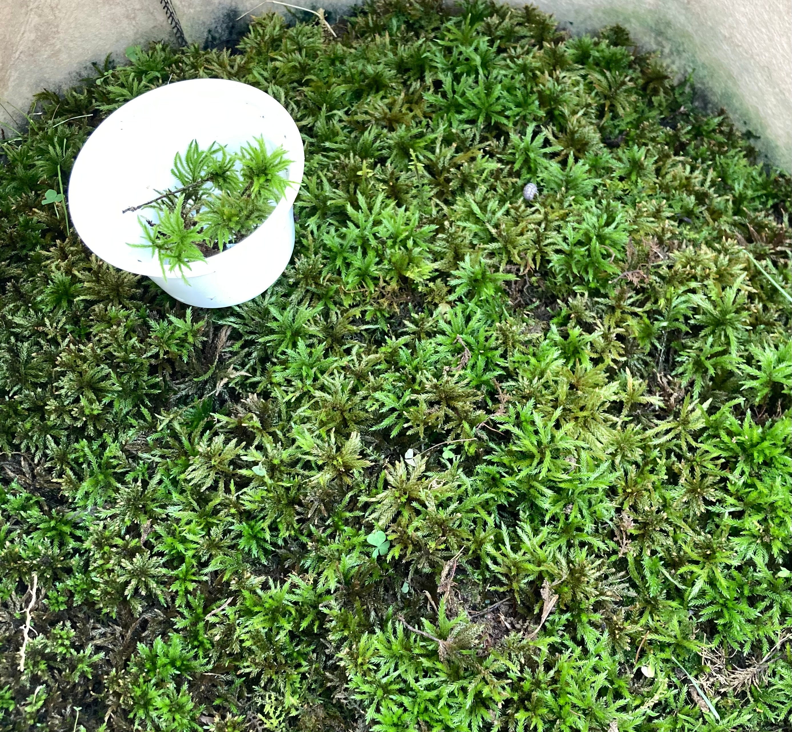 Brocade Moss (Hypnum Imponens) Live Moss for Terrarium Vivarium