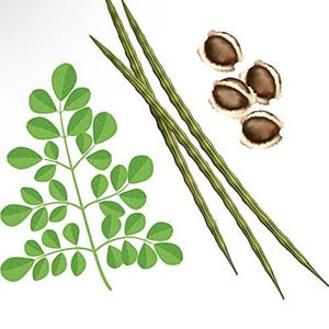 Op de afbeelding: Illustratie van delen van de moringaplant, waaronder groene bladeren, lange groene peulen en bruine zaden. De bladeren zijn klein en ovaalvormig, gerangschikt langs een stengel. De peulen zijn lang en slank. De zaden zijn bruin met een lichtere binnenkant.