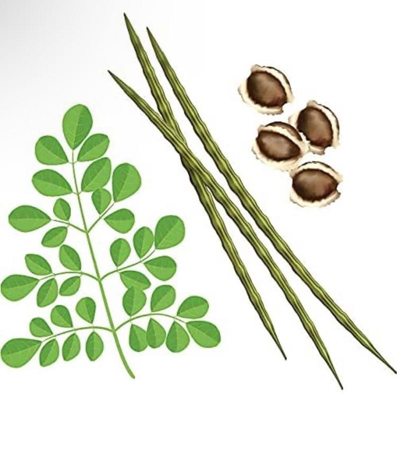 Op de afbeelding: Illustratie van delen van de moringaplant, waaronder groene bladeren, lange groene peulen en bruine zaden. De bladeren zijn klein en ovaalvormig, gerangschikt langs een stengel. De peulen zijn lang en slank. De zaden zijn bruin met een lichtere binnenkant.