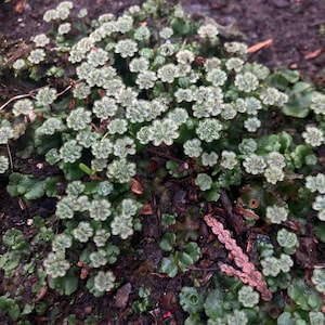 buddha's temple plant Crassula cv. Buddha's Temple