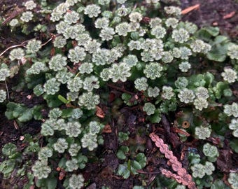 Cultivated Umbrella Liverwort(MALES), Marchantia polymorpha, Organic Plants Terrarium Vivarium  Bonsai