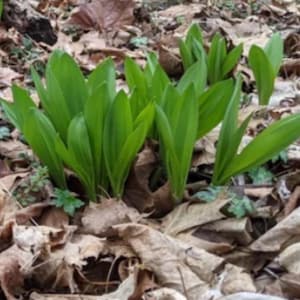 May include: A cluster of bright green plants with long, pointed leaves emerges from a bed of dry, brown leaves. The plants are in sharp focus, contrasting with the blurred background of fallen foliage.