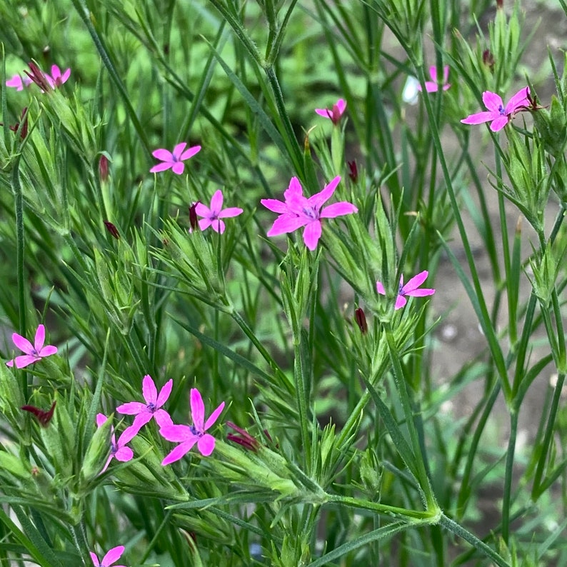 Organic Deptford Pink Wildflower Seeds, Dianthus armeria, grass pink, mountain pink, 50seeds image 2