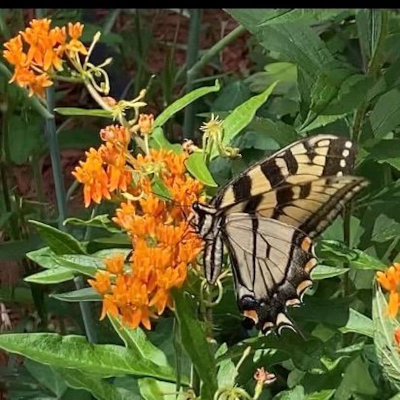 New Organic Orange Butterfly Milkweed Seeds, Perennial, Native ...