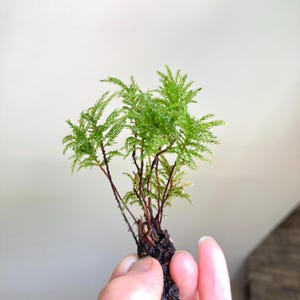 A Cluster of Menzies’ Tree Moss,  At least 6 stems, Palm Tree moss,  Leukolepis acanthoneuron, Umbrella Moss, for Terrarium, Vivarium