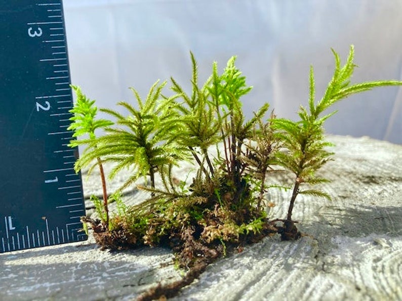 Live European Tree Moss, Climacium dendroides, Propagation Tip Added, Tree Climacium Moss, Terrarium, vivarium, shade garden, moss garden
