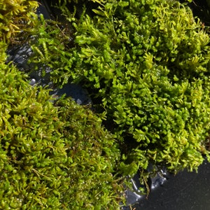 Poodle Moss Anomodon attenuatus 4x4 patch, Terrarium, paludarium, fairy garden, moss garden, shade garden image 2