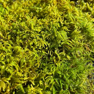 Poodle Moss Anomodon attenuatus 4x4 patch, Terrarium, paludarium, fairy garden, moss garden, shade garden image 3