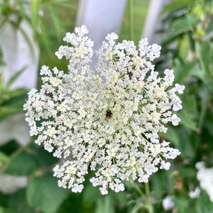 2024 Organic Queen Anne’s Lace Seeds, Wildflower seeds, Daucus carota seeds, wild carrot, 50+ seeds Germination Tested in May 2025