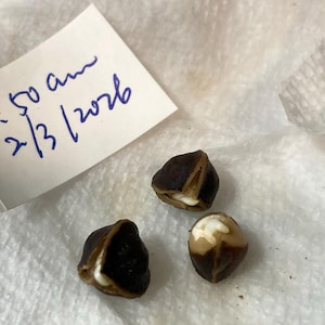 12 +2 NON GMO Moringa Oleifera Tree NEW Seeds, tested 1/31-2/5 2026 indoors, started to sprout in 3 days, grow your own Moringa trees afbeelding 4