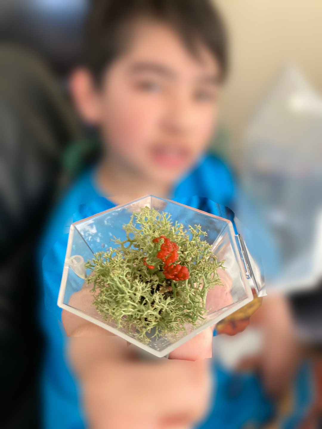 Terrarium Ring W/ Live British Soldier Lichen Reindeer Lichen Etsy