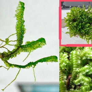 Rare Liverwort, Bazzania Trilobata, Greater Whipwort, threelobed Bazzania,Millipede Weed Liverwort,Terrarium, Fairy Garden