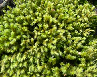 Fringed Hoar Moss, Hedwigia ciliata Moss (younger), Terrarium, fairy garden, moss garden, Sun or Shade locations