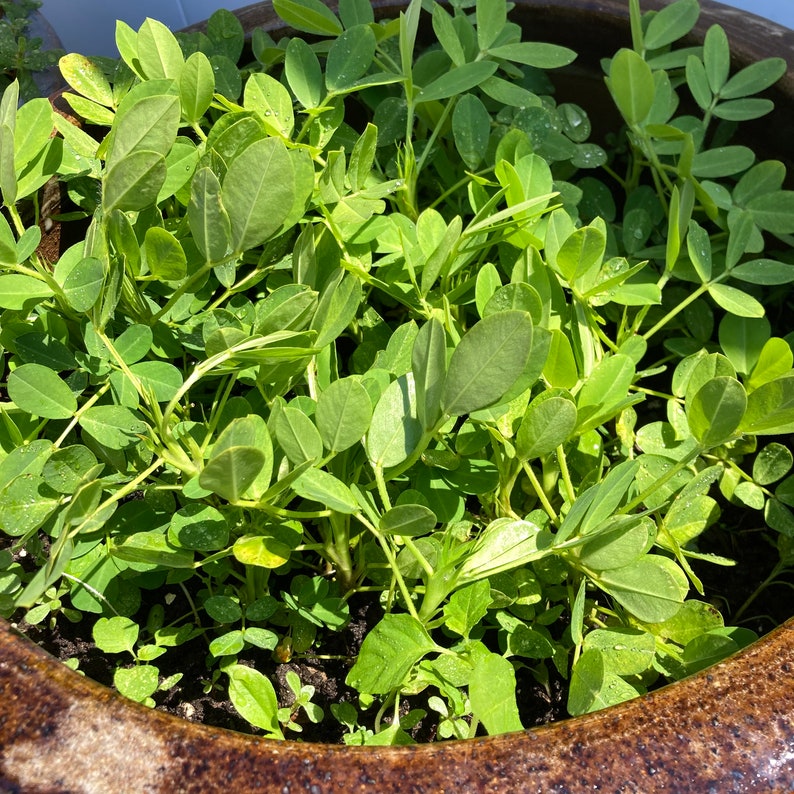 NON GMO Spanish Peanuts Seeds for Planting Etsy