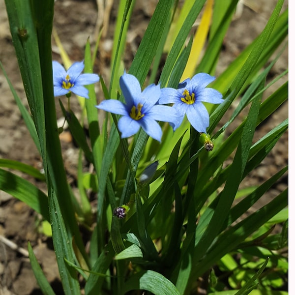 30+SEEDS Organic Eastern Blue Eyed Grass Seeds Sisyrinchium atlanticum  Perennial Wildflower seeds