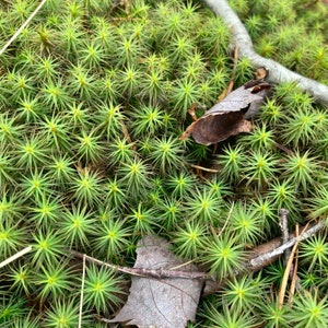 Common Haircap moss, Polytrichum commune (Rescued)  30 plants for Terrarium, Vivarium, moss garden, fairy garden