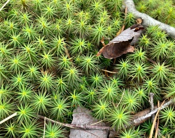 Common Haircap moss, Polytrichum commune (Rescued)  30 plants for Terrarium, Vivarium, moss garden, fairy garden