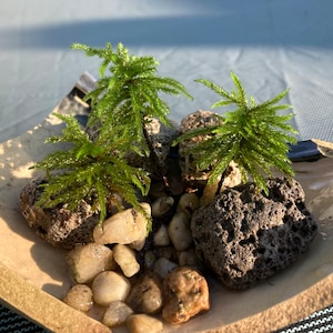 Cultivated American Tree Moss, Climacium americanum, about 2-year-old Young Adults, Tree Climacium moss,  Terrarium, vivarium