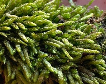 May include: Close-up of vibrant green moss, showcasing a dense cluster of small, textured leaves. The moss appears healthy and lush, with varying shades of green, creating a natural, organic texture. The image highlights the intricate details of the plant.