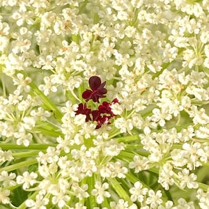 Organic Dried Queen Anne’s Lace Flowers, Natural Herb