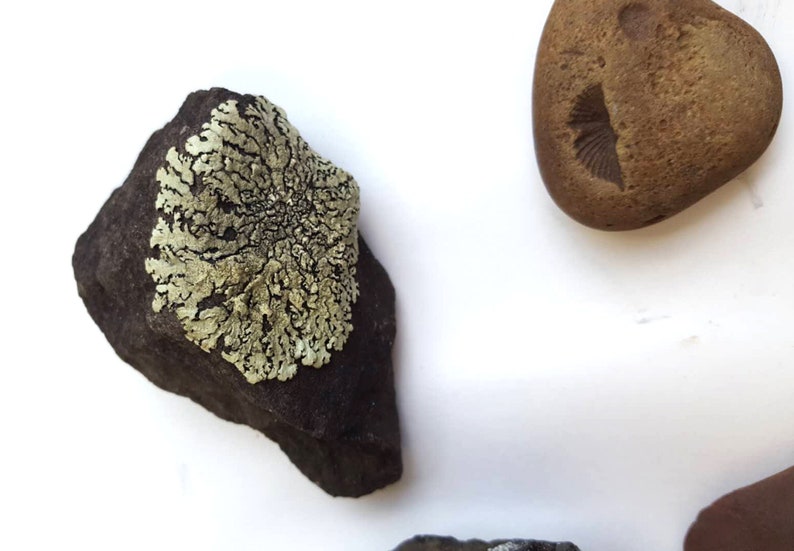 A Unique collection of Rocks Imprint Fossil Anthracite Lichen Covered Rock Rocks Split by Nature Iron Concretion Gift for rock collector