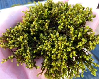 Fringed Hoar Moss, Hedwigia ciliata Moss, Terrarium, fairy garden, moss garden, Sun or Shade locations