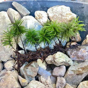 European Tree Moss, Climacium dendroides, Propagation Tip Added, Tree Climacium Moss, Terrarium, vivarium, shade garden, moss garden