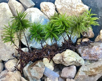 Native European Tree Moss, Climacium dendroides, Propagation Tip Added, Tree Climacium Moss, Terrarium, vivarium, shade garden, moss garden