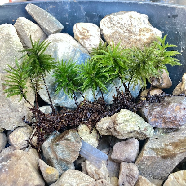 Native European Tree Moss, Climacium dendroides, Propagation Tip Added, Tree Climacium Moss, Terrarium, vivarium, shade garden, moss garden
