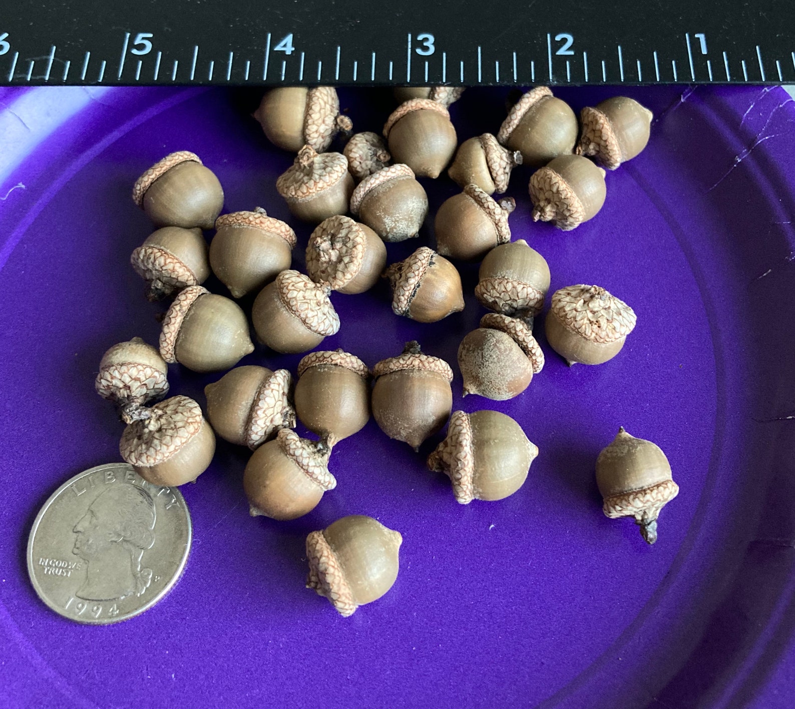 30 Black Oak Tree Seeds Small Acorns with Caps for Crafts Etsy