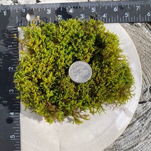 Poodle Moss Anomodon attenuatus 4x4 patch, Terrarium, paludarium, fairy garden, moss garden, shade garden image 4