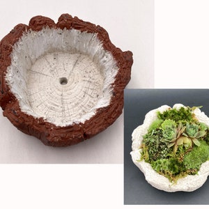 May include: A brown and white ceramic planter with a tree bark texture. The planter has a round opening in the center and a drainage hole. The planter is filled with green moss and succulents.