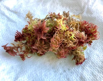Live Colorful Sphagnum Moss (small moss variety) SHIPPED in 8fl oz cup w/ free sample of Menzie’s Tree moss Terrarium bog garden