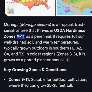 12 +2 NON GMO Moringa Oleifera Tree NEW Seeds, tested 1/31-2/5 2026 indoors, started to sprout in 3 days, grow your own Moringa trees afbeelding 8