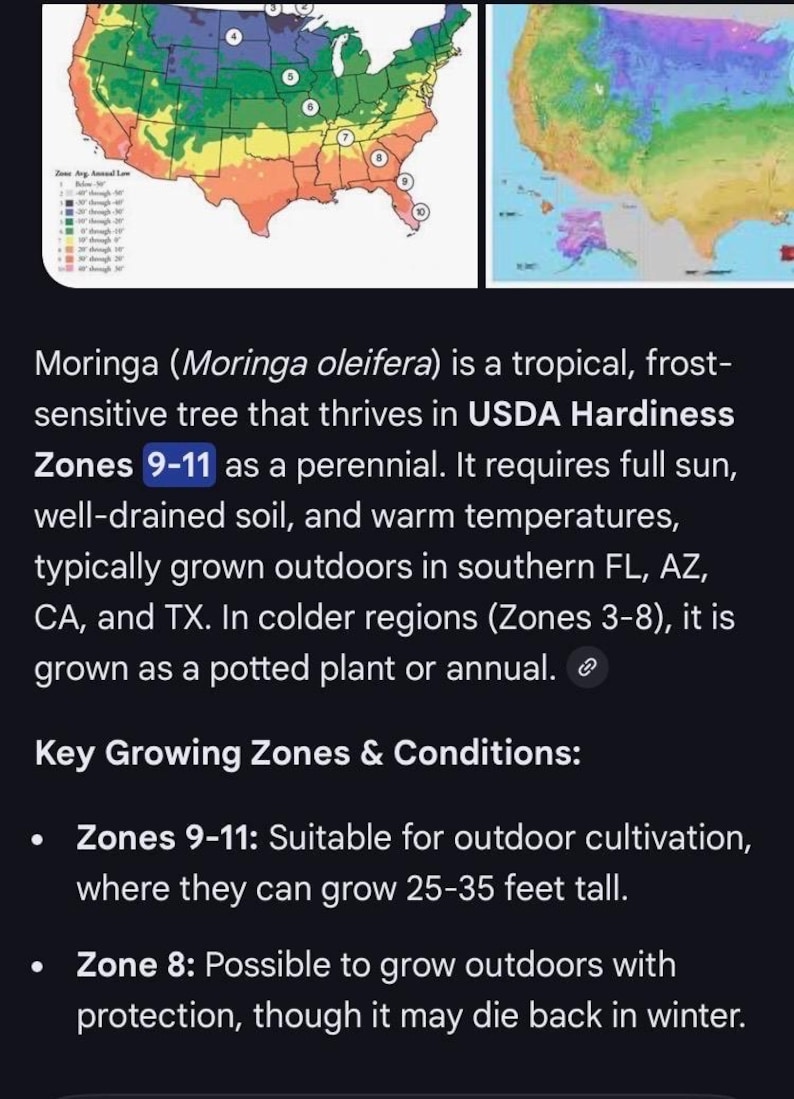 12 +2 NON GMO Moringa Oleifera Tree NEW Seeds, tested 1/31-2/5 2026 indoors, started to sprout in 3 days, grow your own Moringa trees afbeelding 8