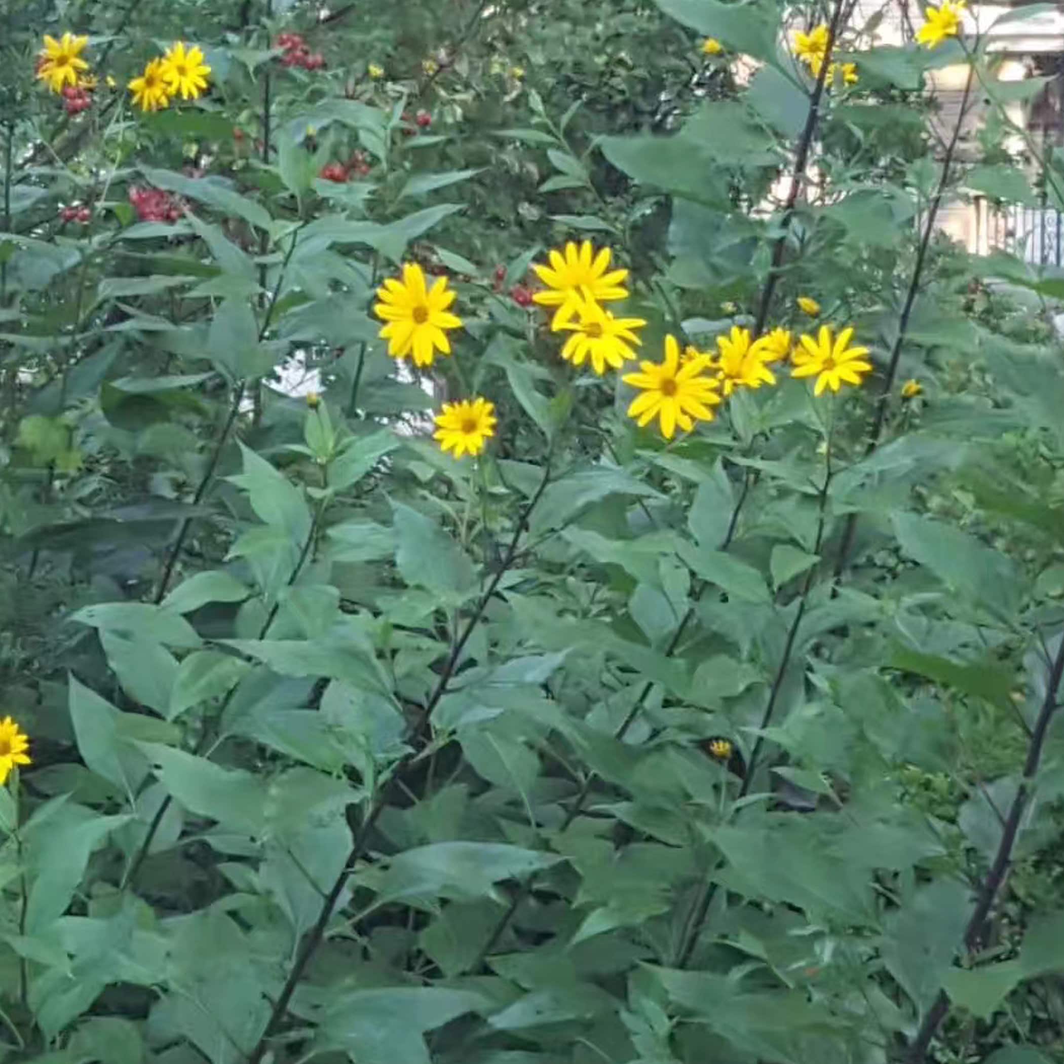 Organic Sunchoke Plant Jerusalem Artichoke Plant Etsy