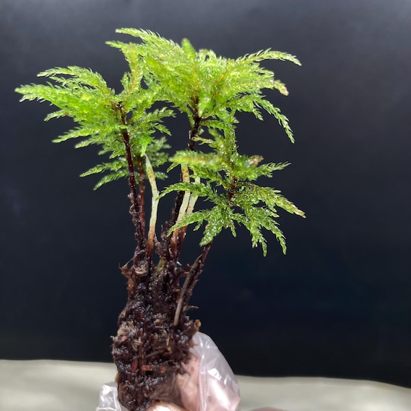 A Cluster of Menzies’ Tree Moss,  At least 6 stems, Palm Tree moss,  Leukolepis acanthoneuron, Umbrella Moss, for Terrarium, Vivarium