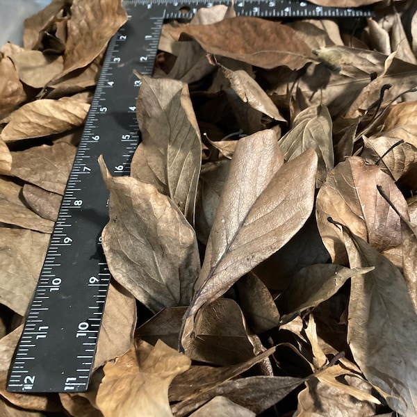100 Organic Magnolia Leaves from November 2025, Magnolia leaf litter, for Terrarium, Vivarium, bioactive tank