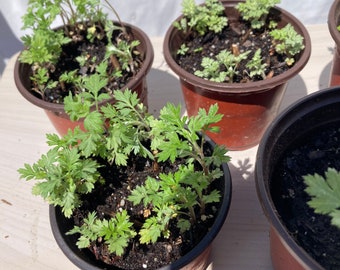 A pot of starter plants,  Organic Mugwort, Artemisia vulgaris, yomogi, 艾草， perennial herbal plants