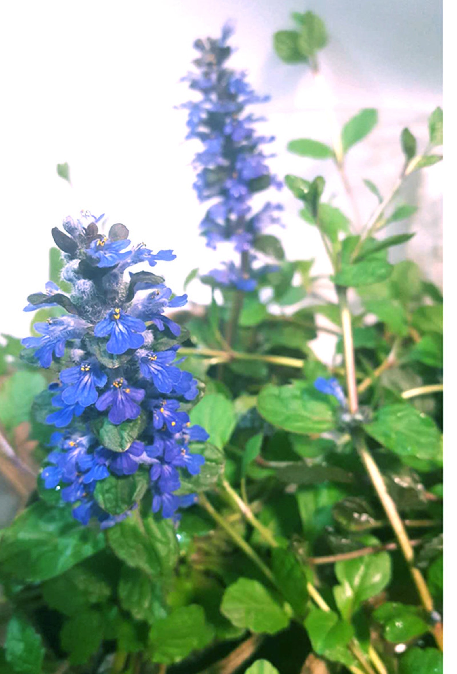 Organic Bugleweed /Ajuga/carpet bugle Live Herb Plants Etsy