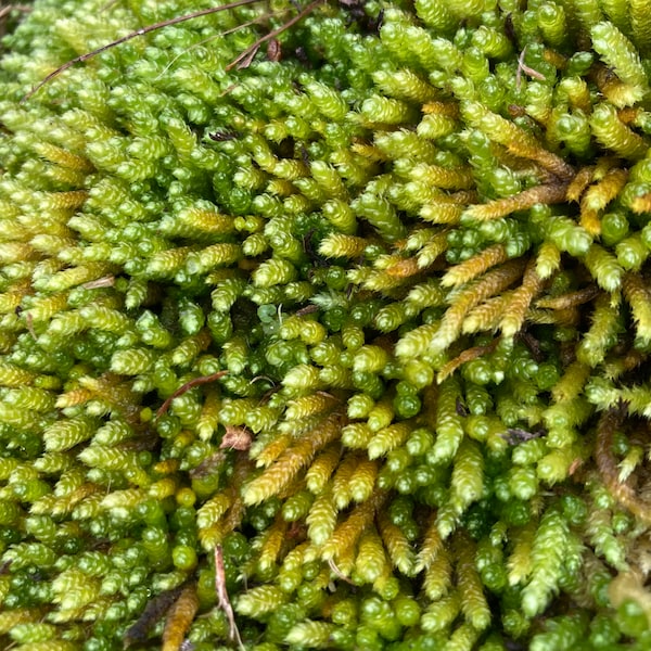 Worm Moss/Spoon-leaved Moss/ Bryoandersonia illecebra (RESCUED), for terrarium, moss garden