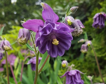 2025 NEW  Purple Columbine Flower 30 Seeds Aquilegia vulgaris Perennial Flower