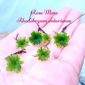 Genuine Rose Moss Rhodobryum ontariense, Easy to propagate! Cultivated Moss now, Rare Moss 4 Terrarium, vivarium, shade garden, fairy garden